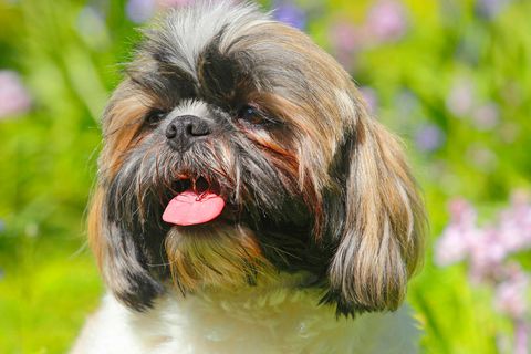 Ein Shih Tzu: Solch ein Hund wurde in Greifwald vor einem Supermarkt gestohlen