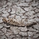 In Frankreich hat am Ufer der Loire ein Fisch sein Ende gefunden. Das dürfte allerdings bereits vor der Hitzewelle passiert sein. Trotzdem lässt der Anblick von Gräten auf ausgetrocknetem Boden das Ausmaß der Dürre in Montjean-sur-Loire erahnen