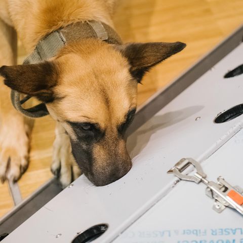 Corona-Spürhunde wie der belgische Schäferhund Filou können einer Studie der Tierärtzlichen Hochschule in Hannover Long-Covid-Patienten identifizieren.