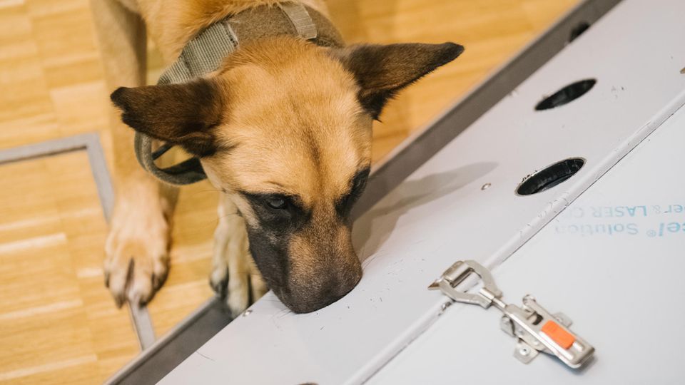 Corona-Spürhunde wie der belgische Schäferhund Filou können einer Studie der Tierärtzlichen Hochschule in Hannover Long-Covid-Patienten identifizieren.
