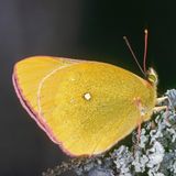 Zitronengelber Falter