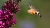 Kolibriartiger Schmetterling vor Blüte