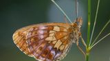 Braungescheckter Falter