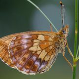 Braungescheckter Falter