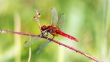 Rote Libelle