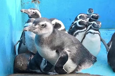 Video: Nach Rettung: Pinguine kehren in heimische Gewässer zurück
