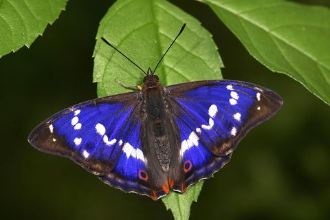 Blau leuchtender Schmetterling