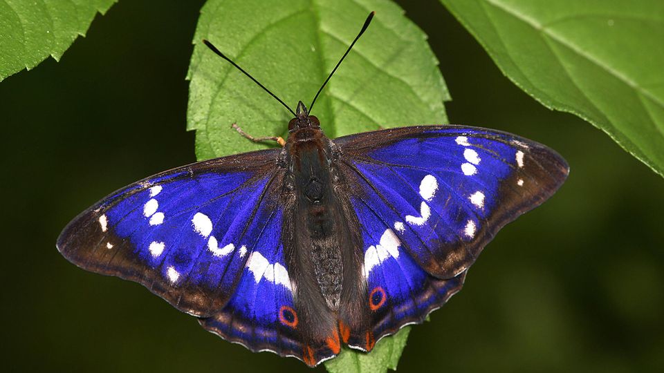 Blau leuchtender Schmetterling