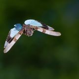 Heuschrecke mit blauen Hinterflügeln