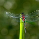 Libelle mit Roten und orangefarbenen Flecken