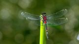 Libelle mit Roten und orangefarbenen Flecken