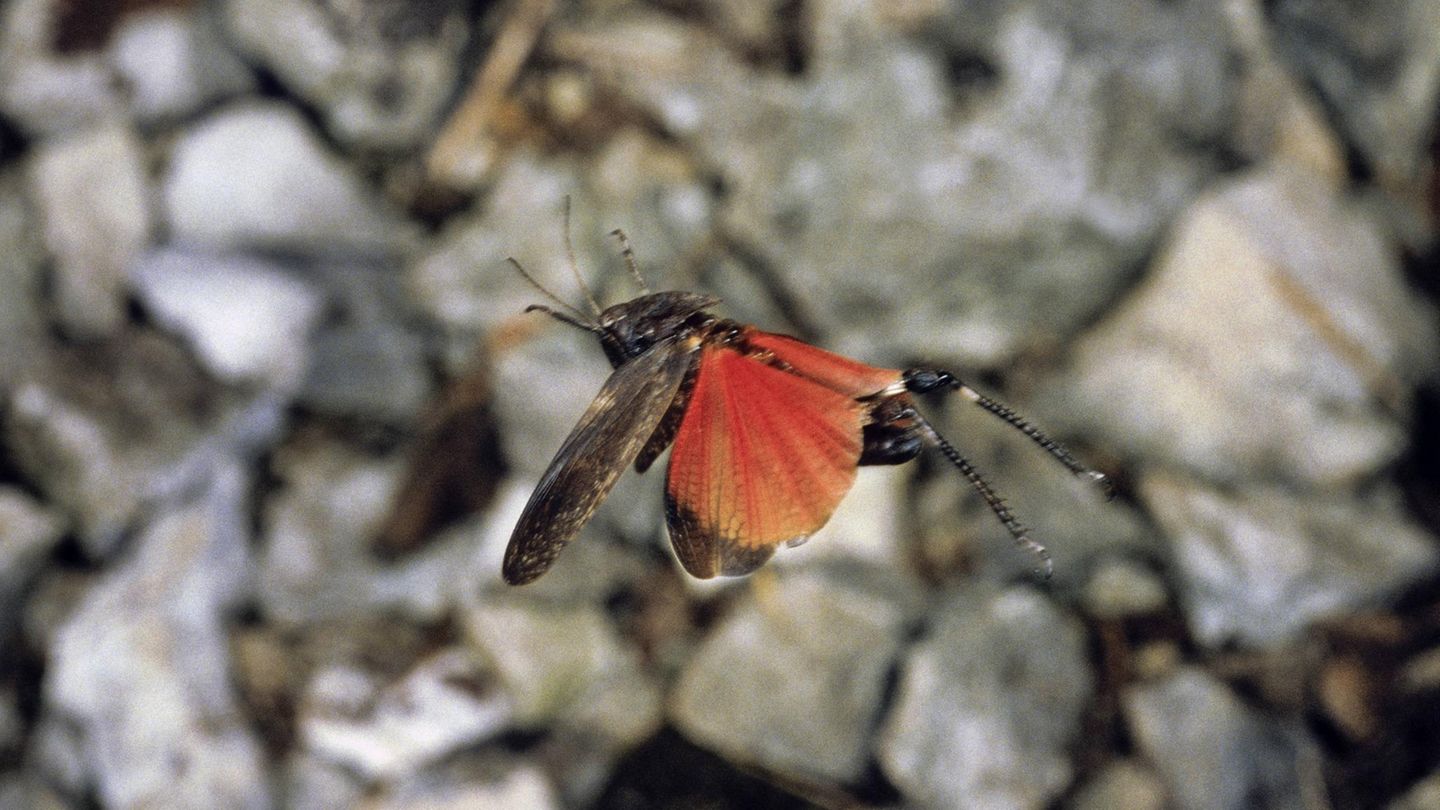 Heuschrecke mit roten Hinterflügeln