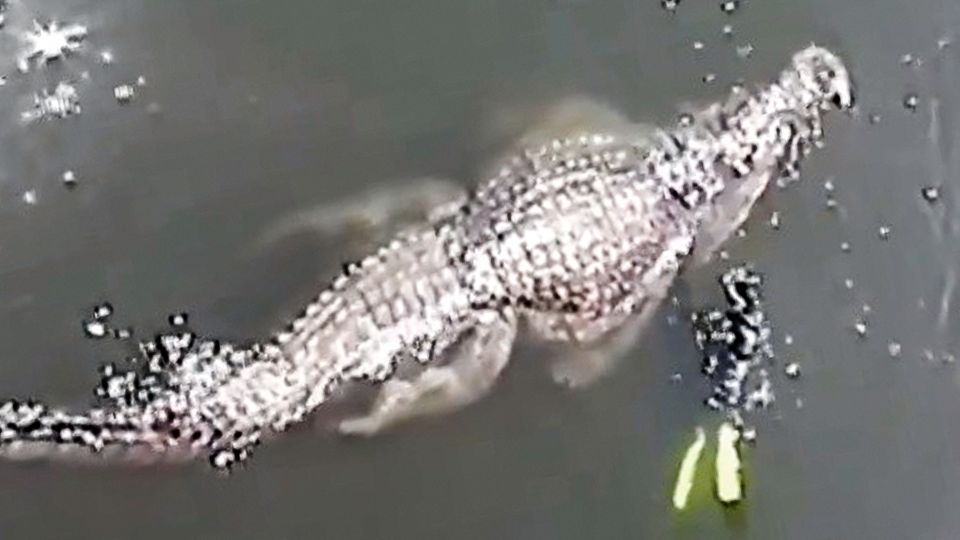Gewaltiges Killer-Krokodil: Riesen-Reptil lässt Taucher winzig wirken – ist es wirklich echt?