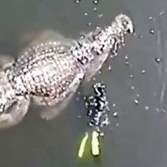 Gewaltiges Killer-Krokodil: Riesen-Reptil lässt Taucher winzig wirken – ist es wirklich echt?