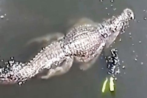 Gewaltiges Killer-Krokodil: Riesen-Reptil lässt Taucher winzig wirken – ist es wirklich echt?