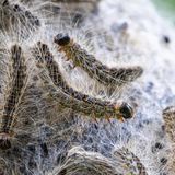 Stark behaarte Raupen auf Baumrinde