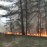 Flammen lodern in einem ein Waldstück in Beelitz…