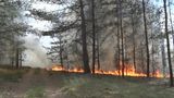 Flammen lodern in einem ein Waldstück in Beelitz…