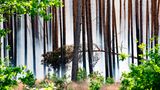 …während Rauchschwaden durch den Wald unweit des Brandes im Ortsteil Frohnsdorf ziehen