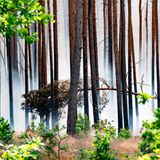 …während Rauchschwaden durch den Wald unweit des Brandes im Ortsteil Frohnsdorf ziehen