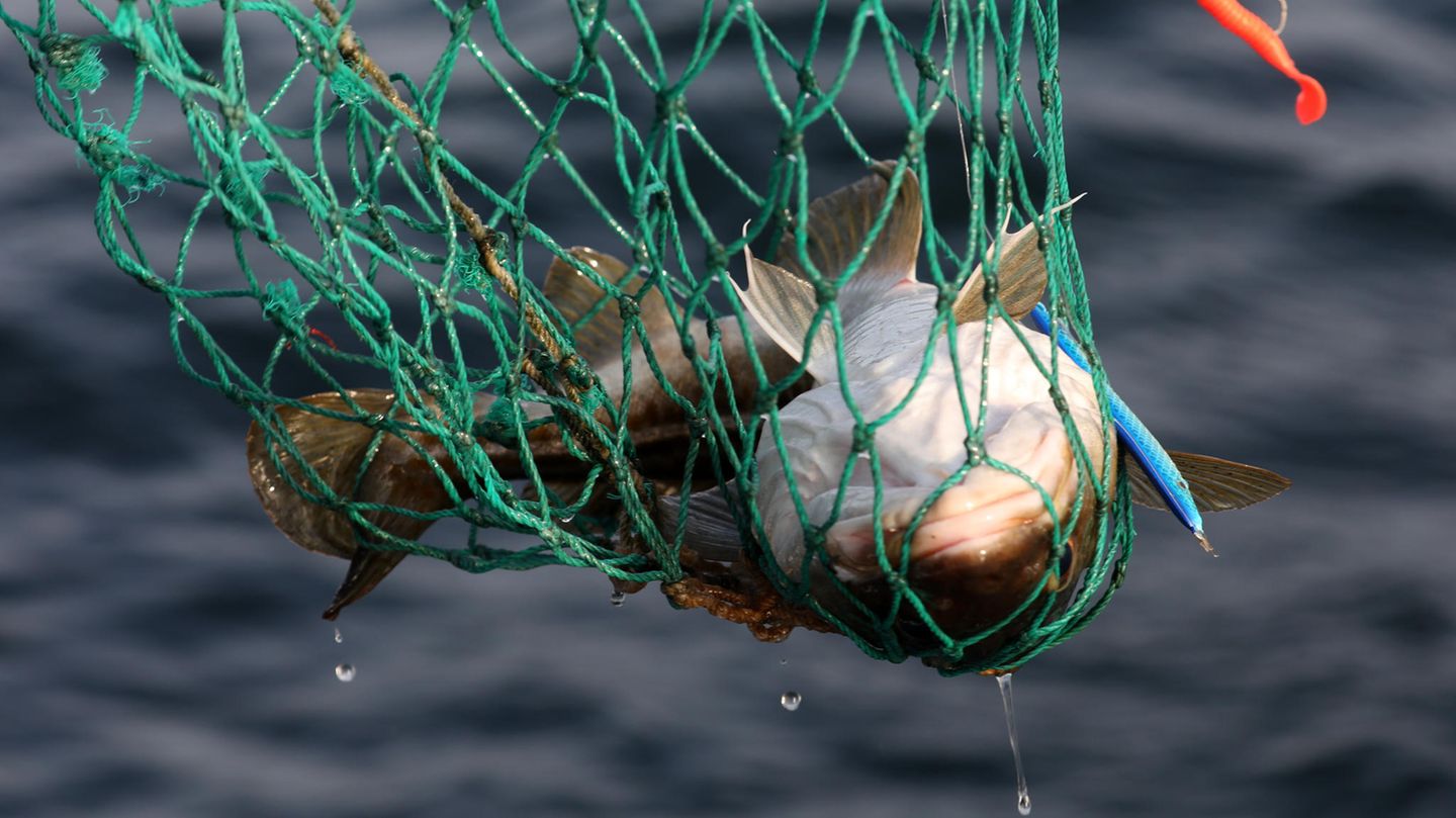 Ein Dorsch wird mit einem Kescher aus der Ostsee geholt
