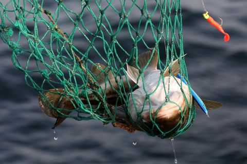 Ein Dorsch wird mit einem Kescher aus der Ostsee geholt