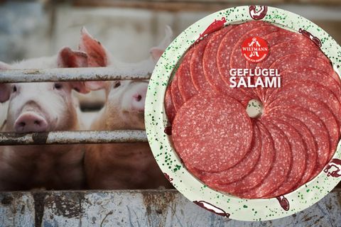 Schweine im Stall