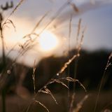 Regentropfen hängen an den Gräsern, während die Sonne am Montagmorgen über Treuenbrietzen aufgeht. Mit dem Regen kommt auch die Entspannung der Feuerwehrleute und Einwohner von Brandenburg.