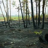 Inzwischen sind die Waldbrände vollständig gelöscht. Hier bei Treuenbrietzen bleibt dennoch viel verkohlter Wald zurück.