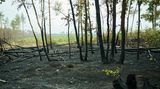 Inzwischen sind die Waldbrände vollständig gelöscht. Hier bei Treuenbrietzen bleibt dennoch viel verkohlter Wald zurück.