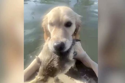 Süßer Hund holt Gänseküken statt Spielball aus dem Wasser (Video)