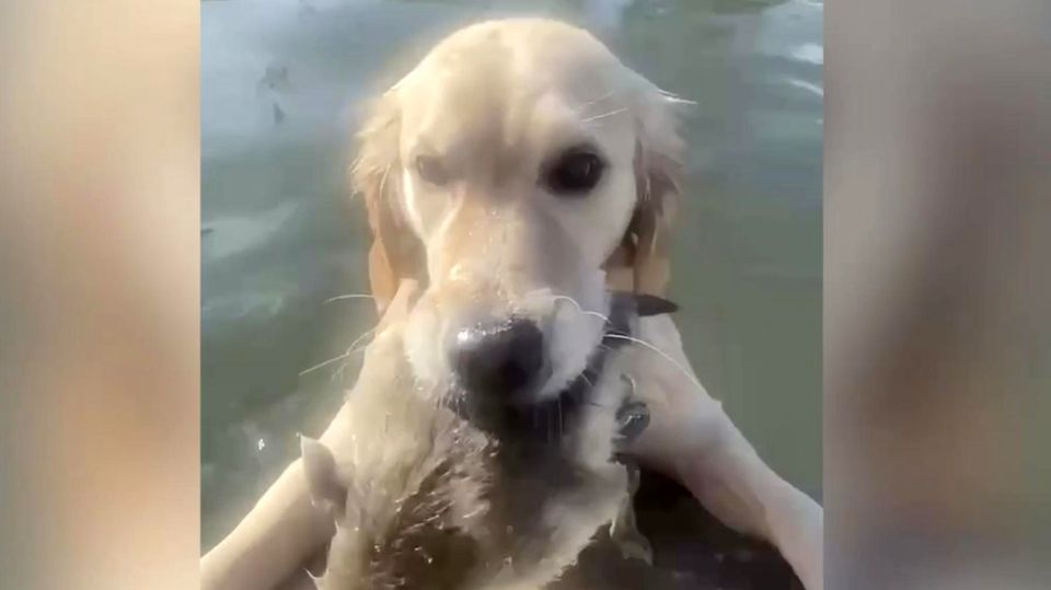 Süßer Hund holt Gänseküken statt Spielball aus dem Wasser (Video)