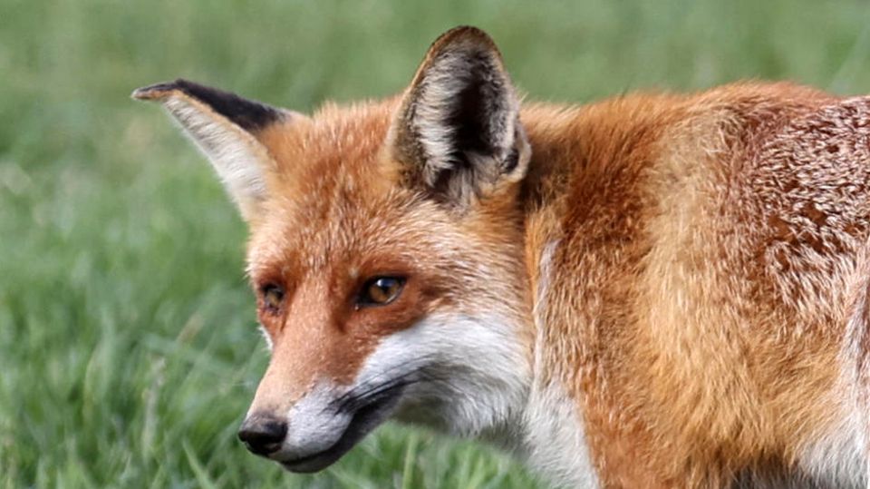 Tierischer Spielgefährte: Mann spielt Golf – Fuchs jagt Bällen hinterher Fuchs auf einer Wiese (Symbolbild)