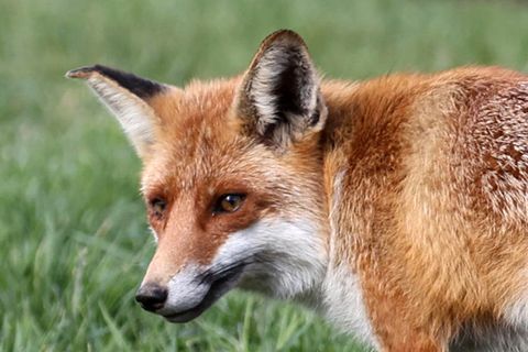 Fuchs auf einer Wiese (Symbolbild)