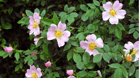 Schnellwachsende Sichtschutzpflanze: Wildrose mit rosa Blüten
