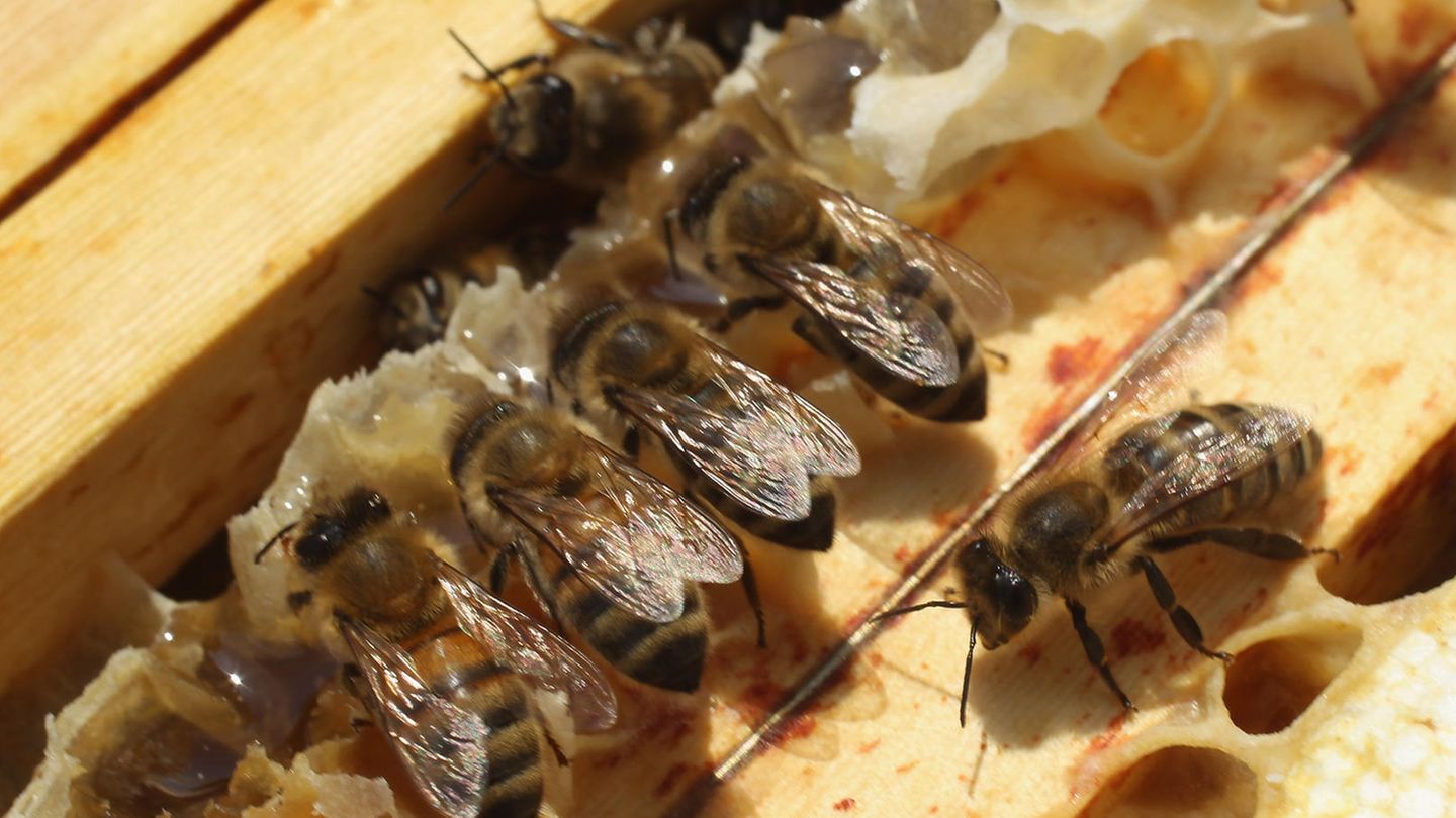 Bienen an einem Bienenstock. In der Frage um Glyphosat-Behandlung von Feldern hat ein Imker nun einen wichtigen Sieg errungen.