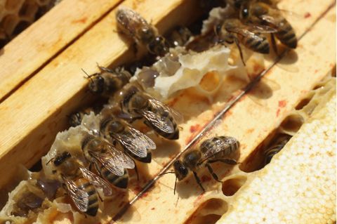 Bienen an einem Bienenstock. In der Frage um Glyphosat-Behandlung von Feldern hat ein Imker nun einen wichtigen Sieg errungen.