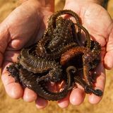 Immer wieder werden Seepferdchen gefangen, getrocknet und als vermeintliche Medizin nach Asien verkauft. Glücklicherweise konnte dieser Handel zurückgedrängt werden