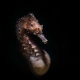 Die Seepferdchen zählen zu den Knochenfischen. Ihr Nachwuchs wird von den Männchen ausgetragen