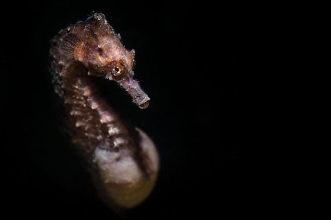 Die Seepferdchen zählen zu den Knochenfischen. Ihr Nachwuchs wird von den Männchen ausgetragen
