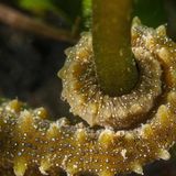 Seepferdchen wandern kaum, sondern suchen mit ihrem Schwanz festen Halt im Seegras. Zwei ausgewiesene Schutzzonen sollen nun helfen, die Bestände von Fisch und Pflanze gleichermaßen zu bewahren