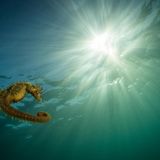 Beliebt und doch oft übersehen: Seepferdchen zählen zu den wichtigsten Indikatoren für ein intaktes Ökosystem im Meer