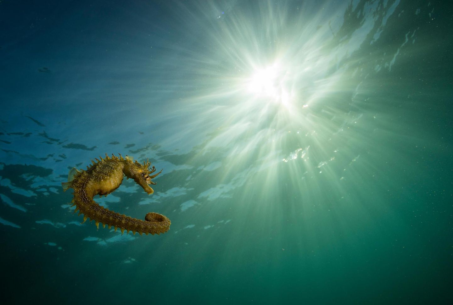 Beliebt und doch oft übersehen: Seepferdchen zählen zu den wichtigsten Indikatoren für ein intaktes Ökosystem im Meer