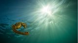 Beliebt und doch oft übersehen: Seepferdchen zählen zu den wichtigsten Indikatoren für ein intaktes Ökosystem im Meer
