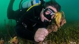 Von 2019 bis Ende März war Ricardo Santos Portugals Bundesminister für maritime Angelegenheiten, der erste Meeresbiologe, der dieses Amt bekleidete. Ob er den Seepferdchen nachhaltig helfen konnte, ist aber ungewiss