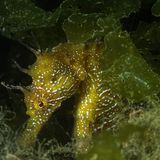 An der Algarve leben das Langschnäuzige (im Bild) und das Kurzschnäuzige Seepferdchen