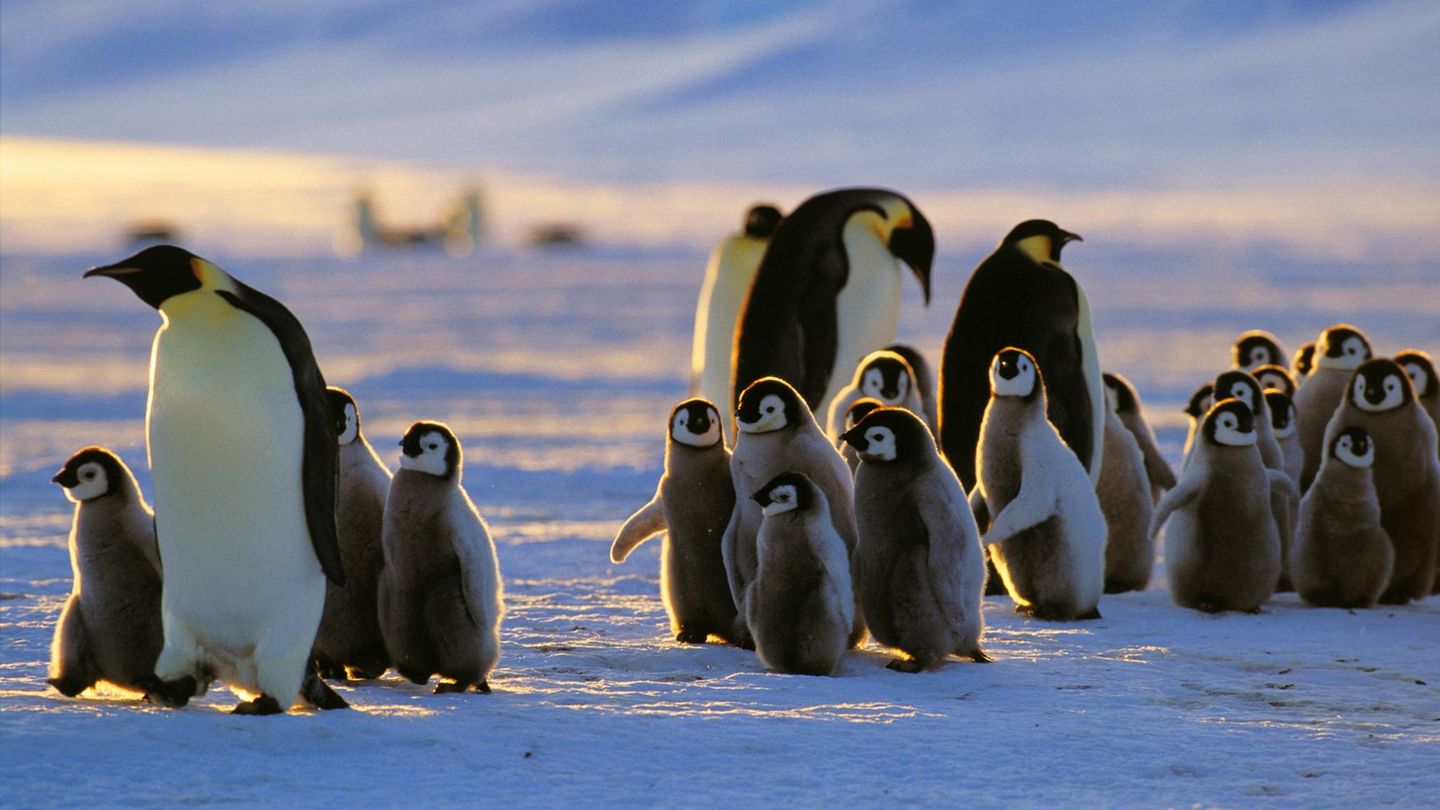 Alle an Bord? Kaiser-Pinguine mit ihrem Nachwuchs
