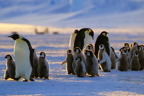 Alle an Bord? Kaiser-Pinguine mit ihrem Nachwuchs