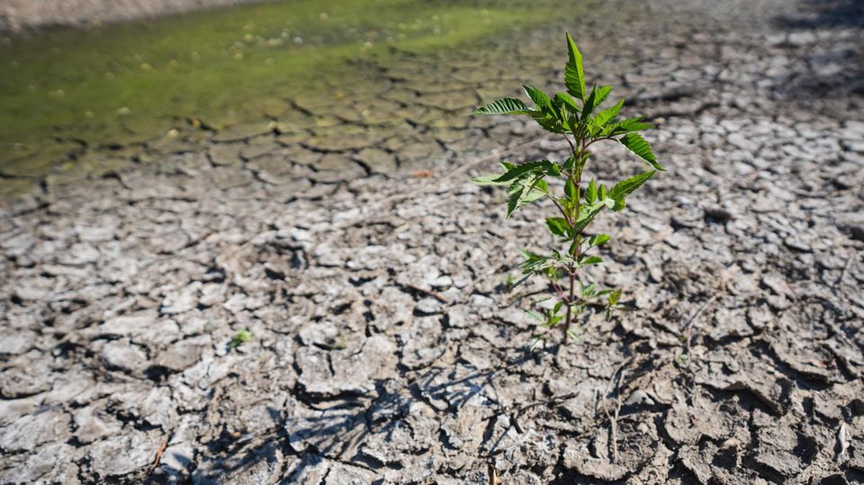 Trockenheit Ein kleines Bäumchen grünt, obwohl es in Boden mit Trockenrissen wurzelt