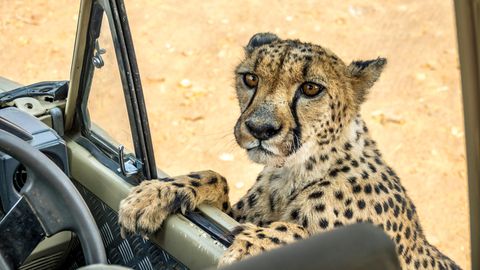 Ein Gepard mit Jeep im Dusternbrook Cheetah Manor in Namibia